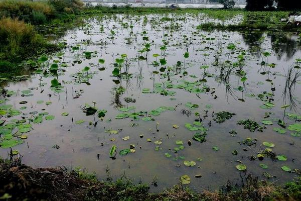 It's a video on the technology for growing water