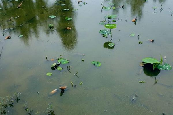 It's a video on the technology for growing water