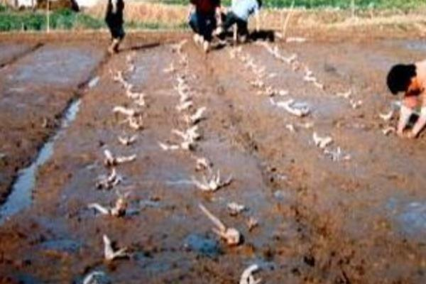 It's a video on the technology for growing water