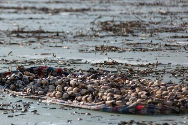 It's a video on the technology for growing water