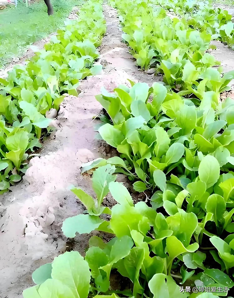 Four seasons of onion planting
