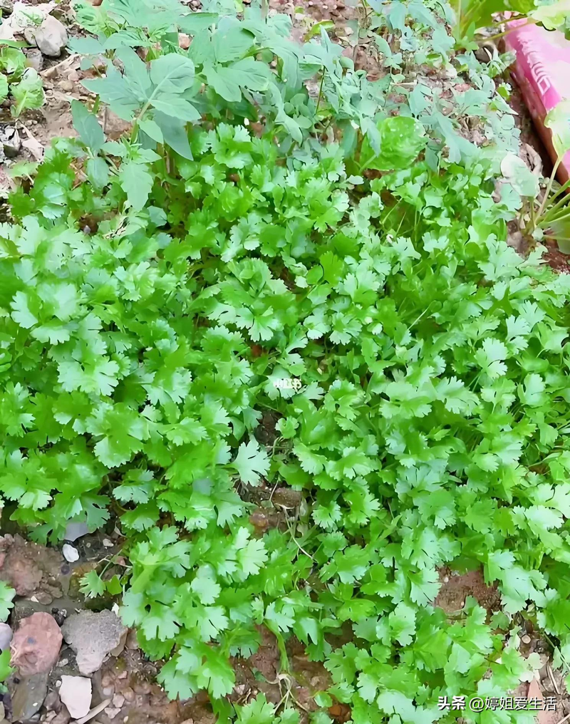 Four seasons of onion planting