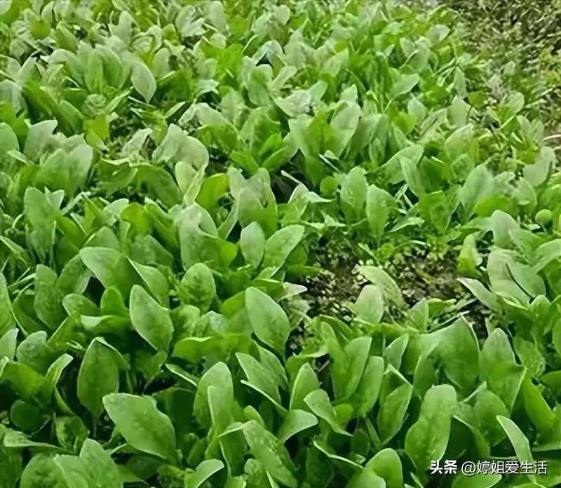 Four seasons of onion planting