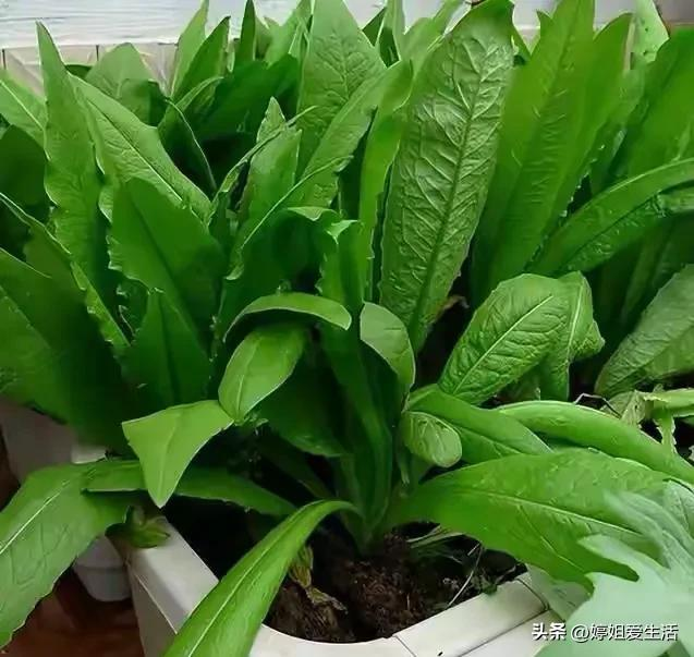 Four seasons of onion planting