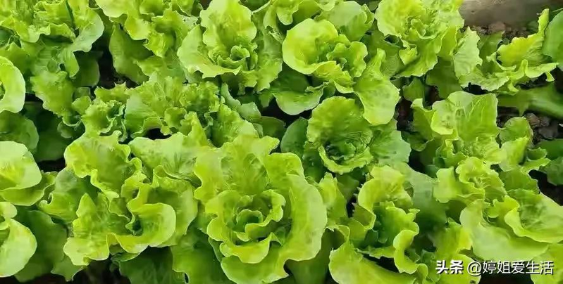 Four seasons of onion planting