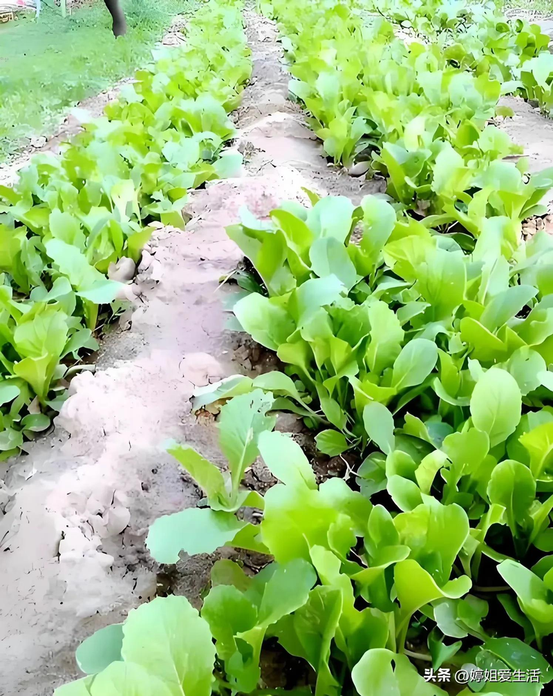 Four seasons of onion planting