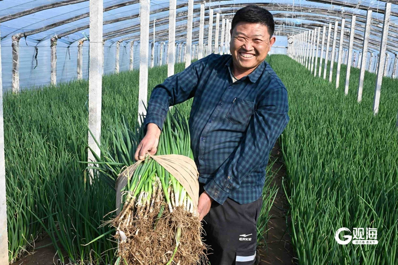 四季小香葱的种植方法