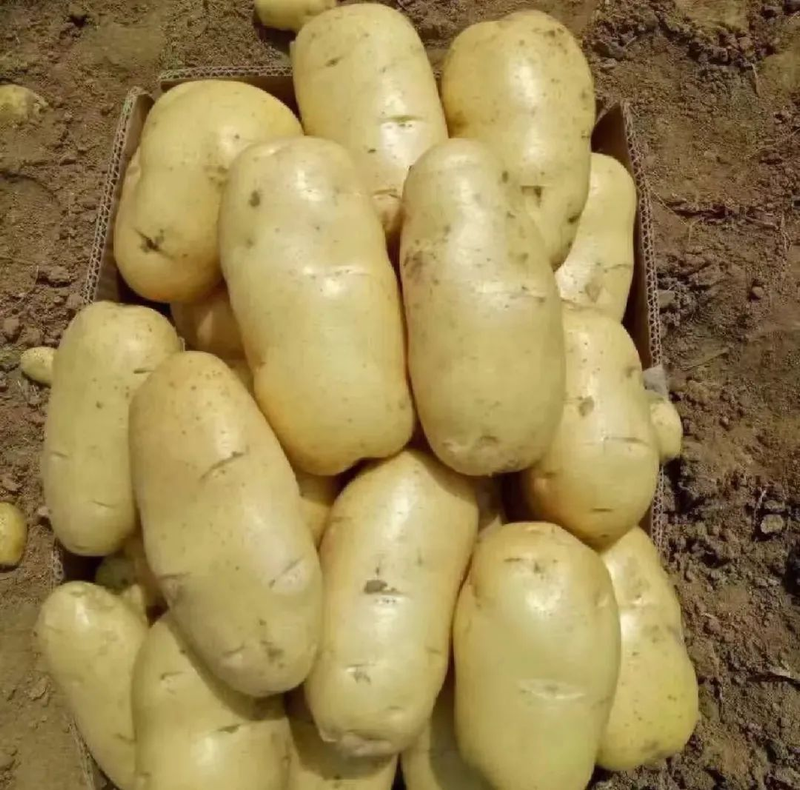 Jilin spring potato plantation technology