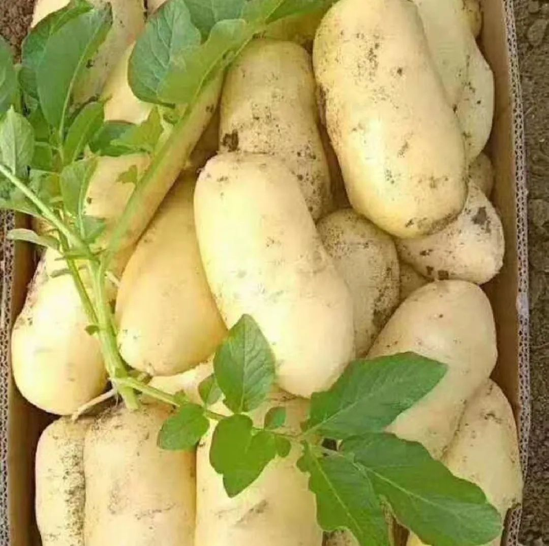 Jilin spring potato plantation technology