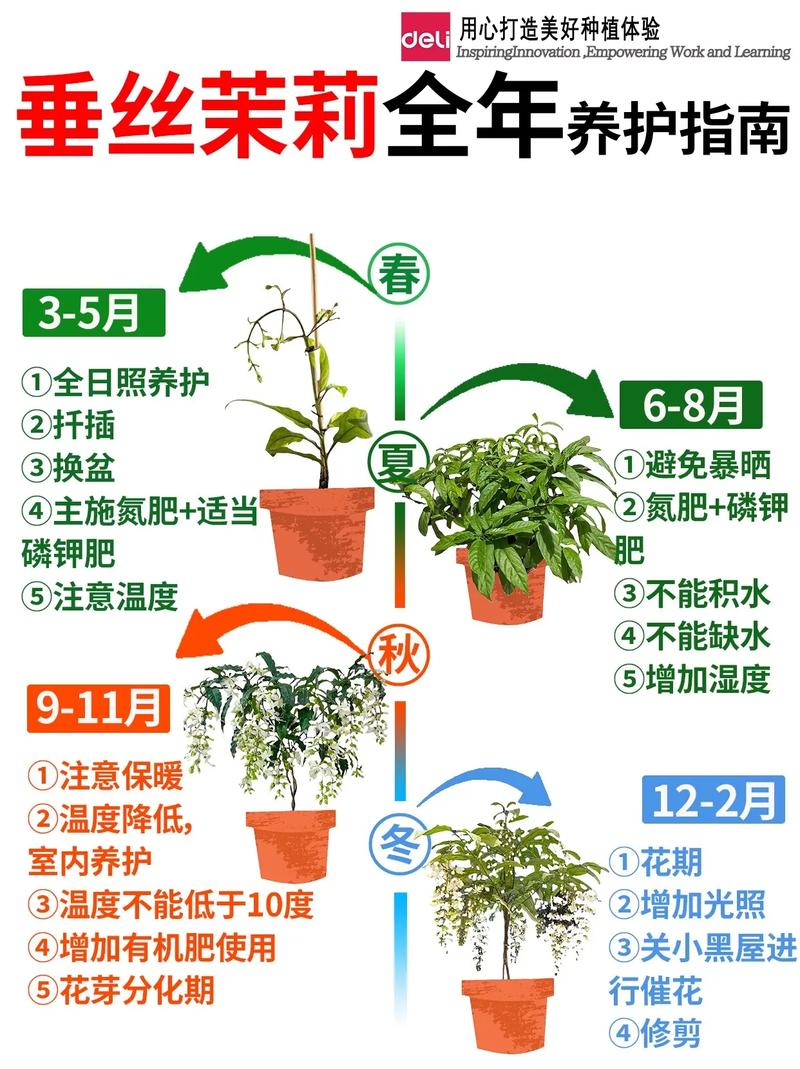 The way jasmine seeds grow