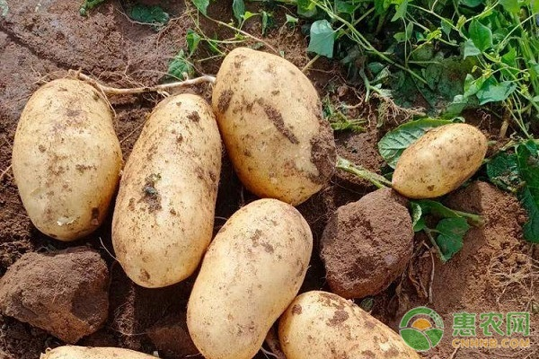 Jilin spring potato plantation technology