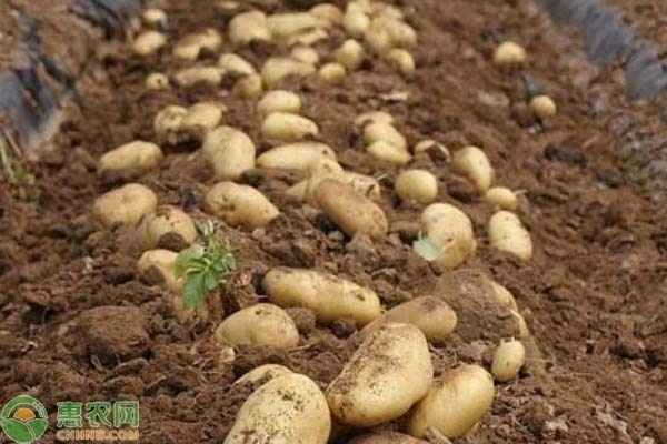 Jilin spring potato plantation technology
