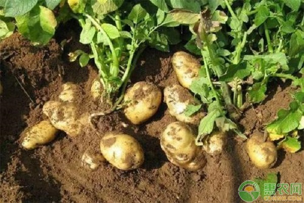 Jilin spring potato plantation technology