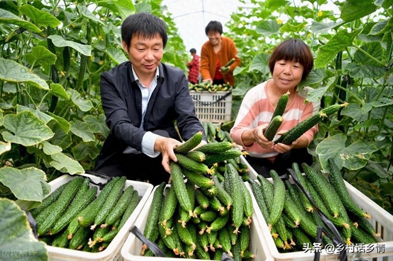 Cucumber cultivation methods