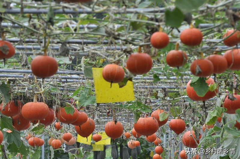 Cucumber cultivation methods