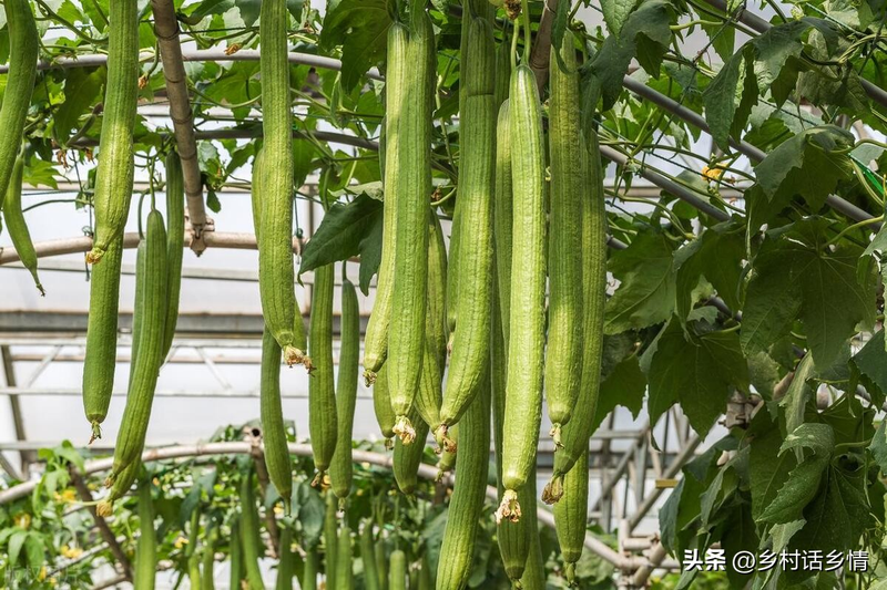 Cucumber cultivation methods