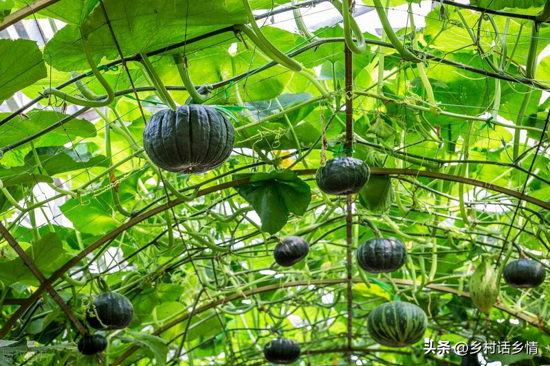 Cucumber cultivation methods