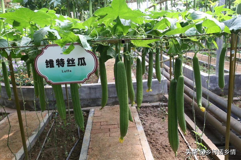 Cucumber cultivation methods