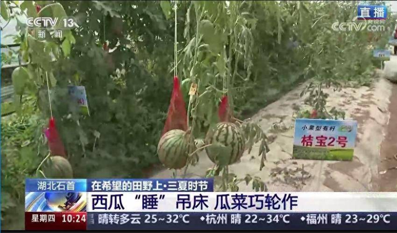 cctv-7西瓜的种植技术