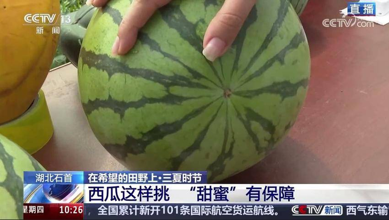 cctv-7西瓜的种植技术