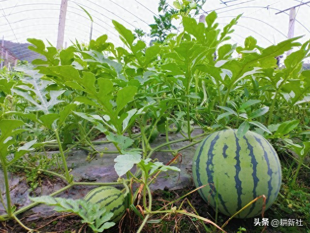 Plantation techniques for cctv-7 watermelons