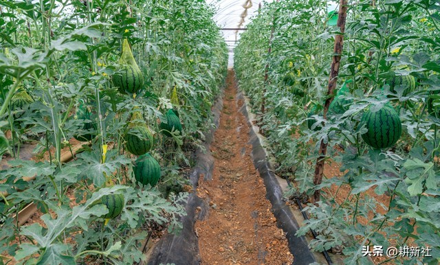 Plantation techniques for cctv-7 watermelons