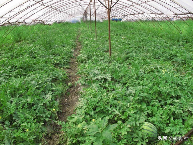 Plantation techniques for cctv-7 watermelons