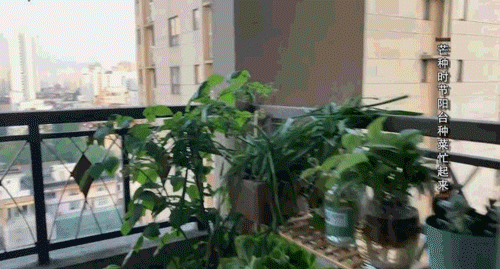 Cucumber cultivation methods