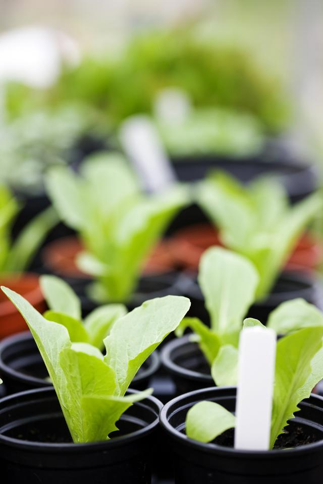 Cucumber cultivation methods
