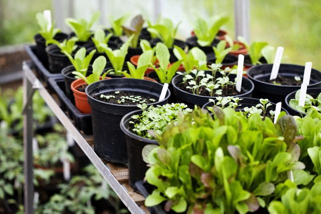 Cucumber cultivation methods