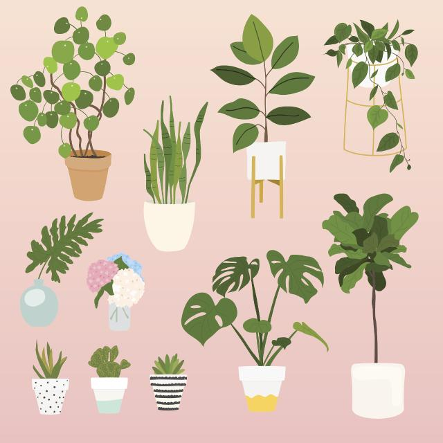 Cucumber cultivation methods