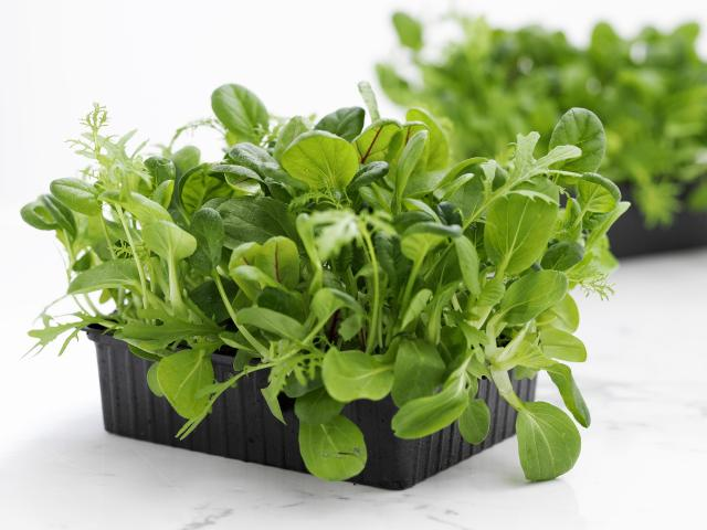 Cucumber cultivation methods