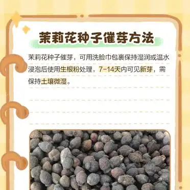 茉莉种子的种植方法