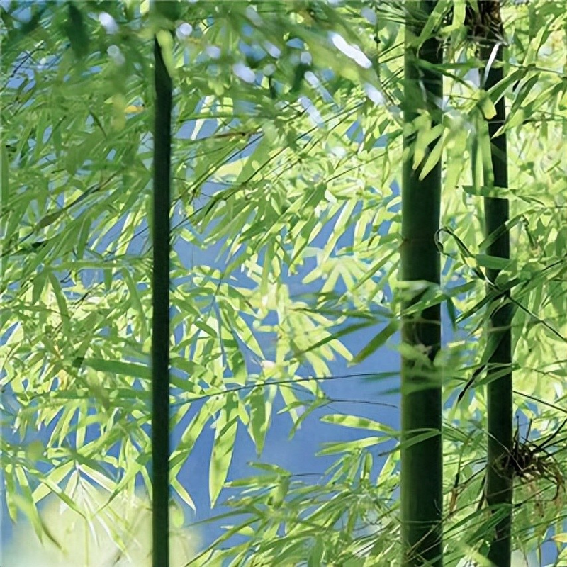 Interpersonal relations theory