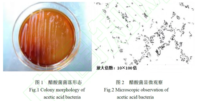 Alcohol fermentation