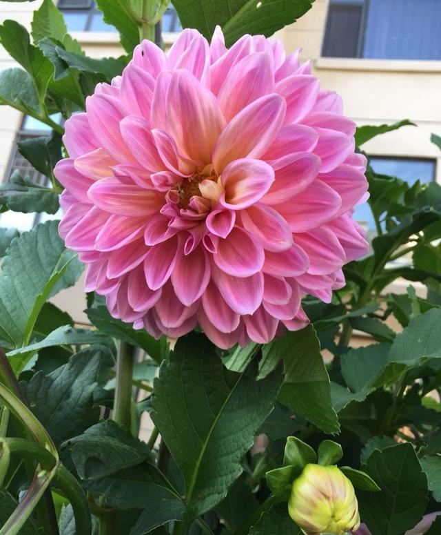 The method of planting the dalai flowers