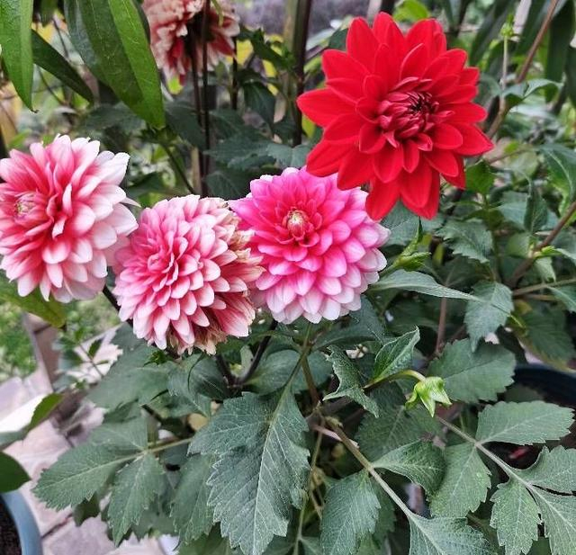 The method of planting the dalai flowers