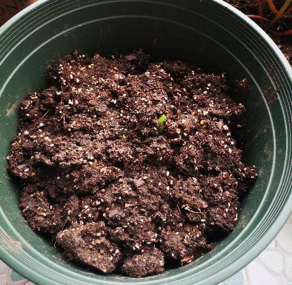 The method of planting the dalai flowers