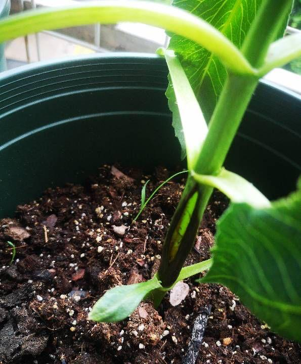 The method of planting the dalai flowers