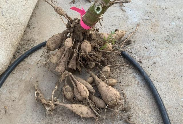 The method of planting the dalai flowers