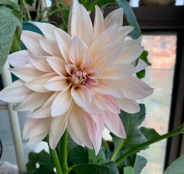 The method of planting the dalai flowers