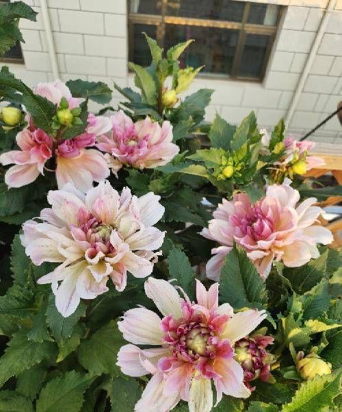 The method of planting the dalai flowers