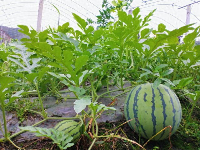 Plantation techniques for cctv-7 watermelons
