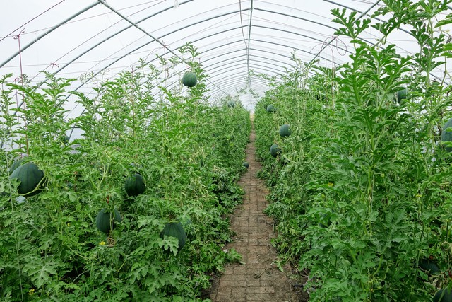 Plantation techniques for cctv-7 watermelons