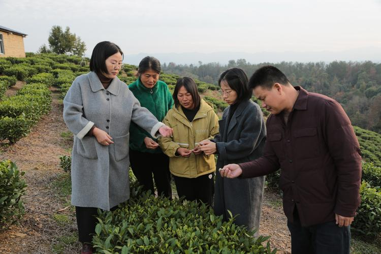 Description of oil- and tea-tree-growing techniques