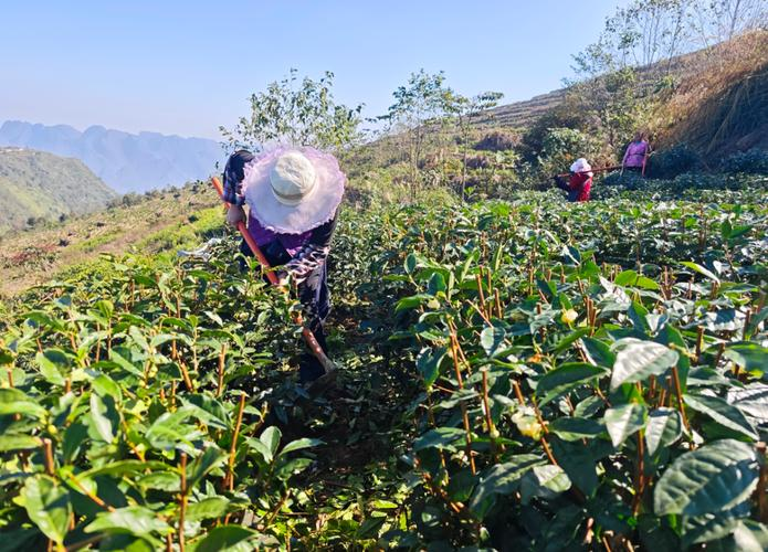 Description of oil- and tea-tree-growing techniques