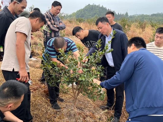 Description of oil- and tea-tree-growing techniques