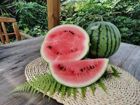 Early childhood, 8424 watermelon cultivation techniques