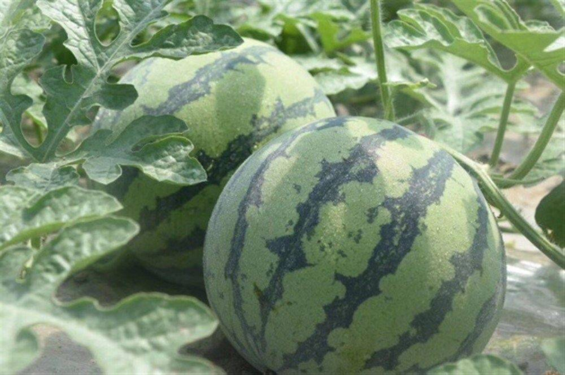 Early childhood, 8424 watermelon cultivation techniques