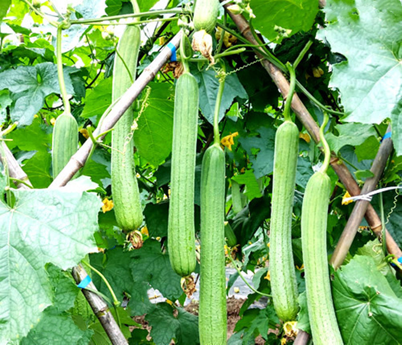 Cucumber cultivation methods